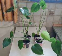 Monstera Jungpflanzen je 4 €, 4 x vorhanden Bayern - Ingolstadt Vorschau