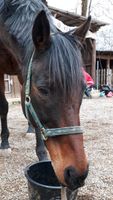 Kieffer Halfter grün Pony Cob VB Koppelhalfter Bayern - Harburg (Schwaben) Vorschau