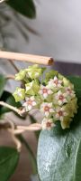 Hoya Verticillata Ableger frisch geschnitten Nordrhein-Westfalen - Remscheid Vorschau