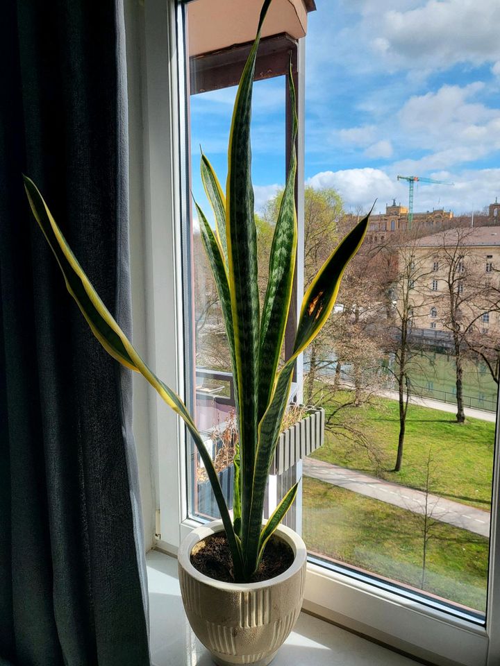 Sansevieria in München