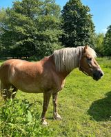 3 Ponys suchen Beschäftigung und Pflege Niedersachsen - Sottrum Vorschau