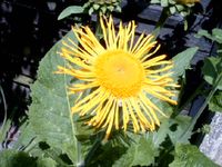 SONNENBLUME als Dauer-Staude, frostfest -hitzestabil -Bienenweide Bochum - Bochum-Wattenscheid Vorschau