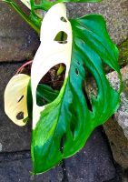 Monstera Adansonii Variegata und Aurea Variegata - Y28 Hessen - Obertshausen Vorschau