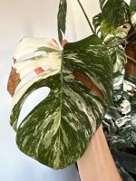 Monstera Variegata Albo Stammableger Ableger Duisburg - Duisburg-Süd Vorschau