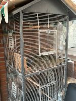 Kanarienvögel zum verkaufen Nordrhein-Westfalen - Herzebrock-Clarholz Vorschau