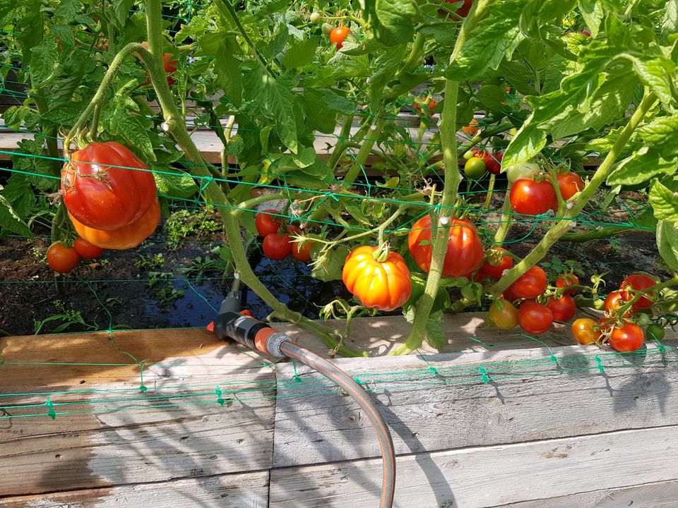 Tomatenpflanzen in Berlin