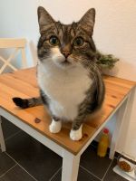 Katze in liebevolle Hände abzugeben Nordrhein-Westfalen - Kamp-Lintfort Vorschau