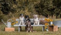 Hundetraining für Welpen und Erwachsene Hunde Bayern - Rückersdorf Vorschau