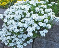 Schleifenblume Sachsen-Anhalt - Hecklingen Vorschau