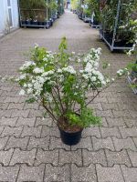 Japanische Strauchspiere Spiraea nipponica 'Snowmound' 60-80cm Nordrhein-Westfalen - Simmerath Vorschau