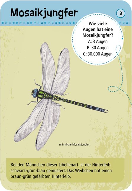 50 heimische Insekten Spinnen Expedition Moses Lernspiel 9723 in Salgen