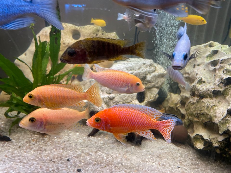 Malawi Buntbarsch Aulonocara Fire Fish 4er Gruppe Aquarium Fische in Weibersbrunn