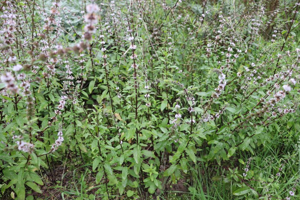 Zitronen-Thymian 'Thymus vulgaris' würzige Kräuter Staude Heilpfl in Beetzendorf