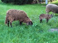 Verkaufe Bergschaf mit Lamm w und Texelkreuzung 15 Monate Annaberg-Buchholz - Mildenau Vorschau