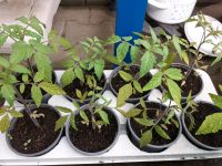  Tomatenpflanzen "Ochsenherz" Sachsen - Tharandt Vorschau