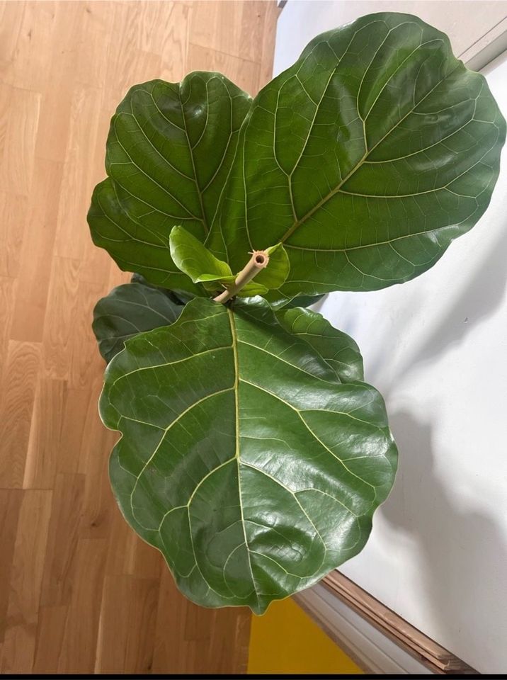 Pflanze Geigenfeige Zimmerpflanze Ficus Lyrata in Berlin