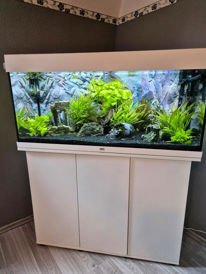 180 Liter Aquarium mit sehr viel Zubehör in Wuppertal