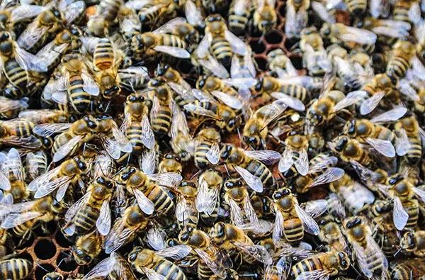 Bienenvölker in Eging am See