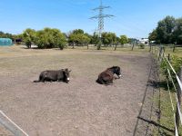 Muli Pärchen sucht Bestplatz Kr. München - Oberschleißheim Vorschau