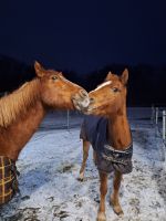 Ponykinder gesucht Nordrhein-Westfalen - Sprockhövel Vorschau