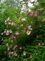 Ableger Rose spinosissima "Glory of Edzel" zu verschenken Niedersachsen - Göttingen Vorschau