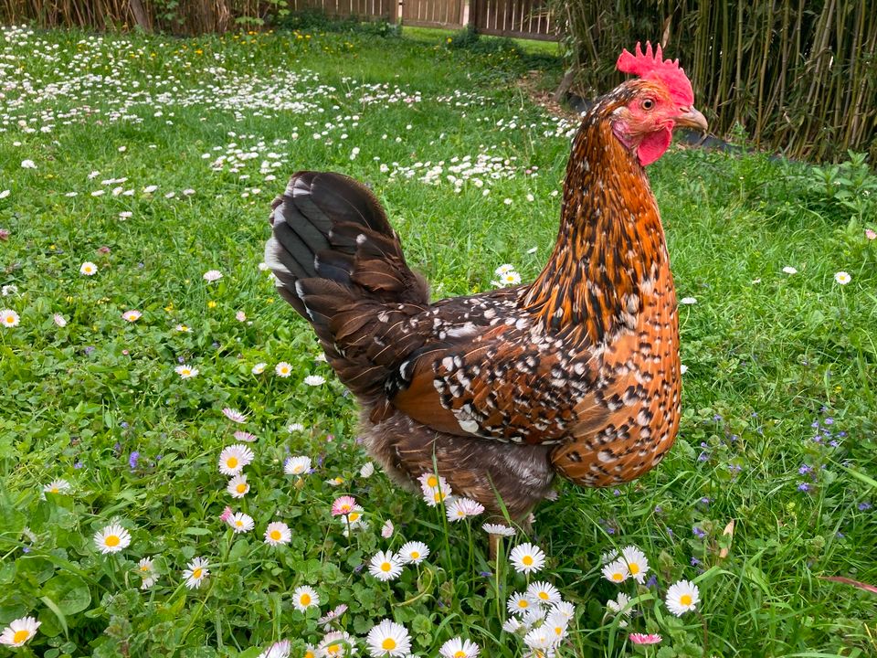 Schwedisches Blumenhuhn Eier in Haßloch