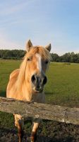 Pflegebeteiligung für Pony in Vierhöfen Niedersachsen - Vierhöfen Vorschau