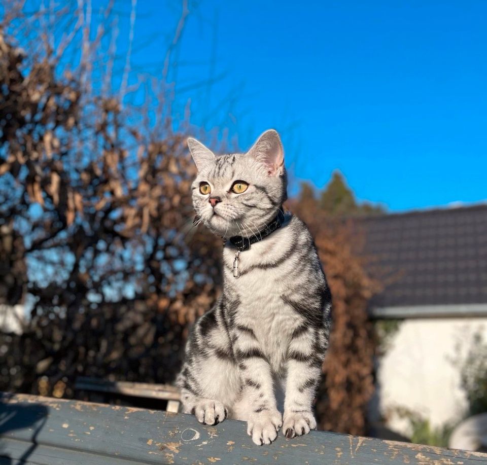 Katze vermisst / entlaufen in 58456 Witten in Witten