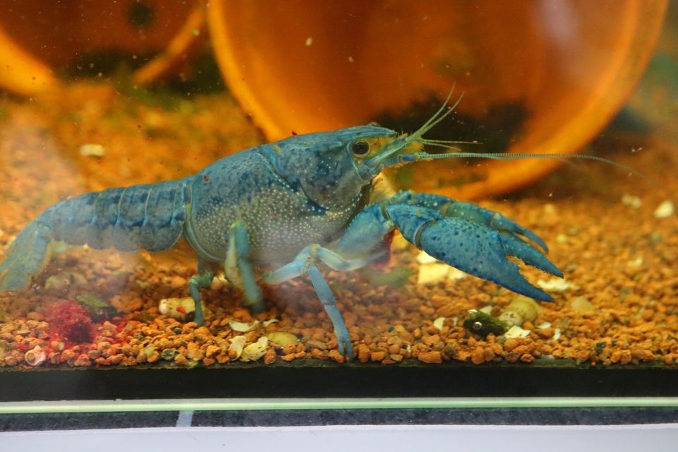 Blauer Floridakrebs Procambarus alleni DNZ in Dürnau