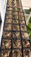 Astrophytum 4 Jungpflanzen für 10 € Dresden - Gruna Vorschau