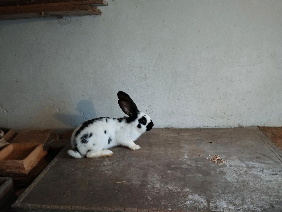 Rammler Stallhasen Kaninchen zu verkaufen in Theilenhofen