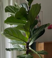 Geigenfeige Fiddle Fig Pflanze XL 2,30m Eimsbüttel - Hamburg Eimsbüttel (Stadtteil) Vorschau