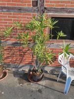 Oleander mit roten Blüten Niedersachsen - Lüchow Vorschau