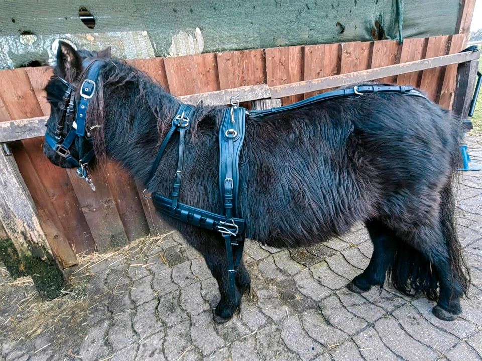 Shetty gig , shetty kutsche und sämtliches zubehör in Steinhagen