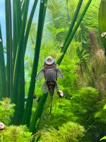 Welse. Antennenwelse (Ancistrus sp.), Aquariumfische Sachsen-Anhalt - Halle Vorschau