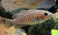 Gestreifter Schneckenbuntbarsch Neolamprologus multifasciatus Bayern - Grub a. Forst Vorschau