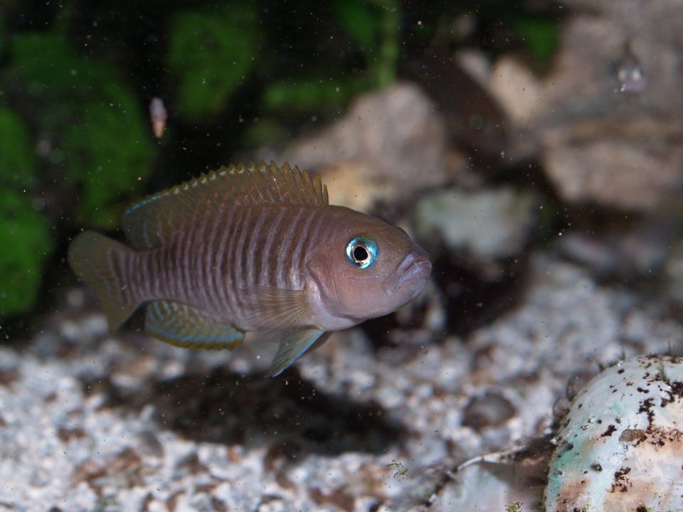 Lamprologus multifasciatus Tanganjikasee in Siegen