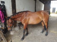 4 jähriger Wallach zu verkaufen Pferd pony Baden-Württemberg - Dossenheim Vorschau