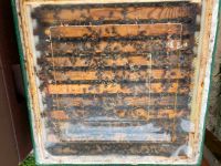 Verkaufe Bienenvölker auf DN; Imkerei, Bienen Nordrhein-Westfalen - Schmallenberg Vorschau