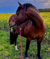 Tolle Ponystute sucht für immer Zuhause Kreis Ostholstein - Zarpen Vorschau