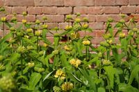 Bewährte pflegeleichte Stauden: Brandkraut,Tradescantia - Dreimas Hessen - Oberursel (Taunus) Vorschau