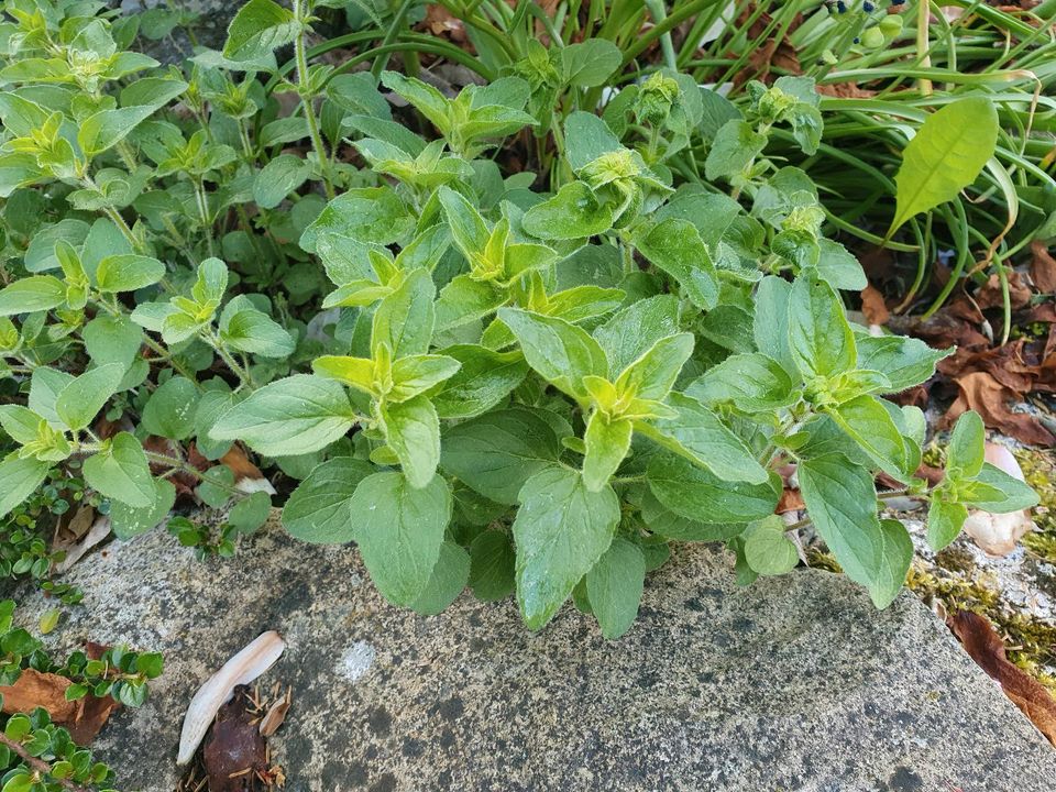 Oregano/Dost gg. (winterharte) Garten-/Gemüsepflanzen in Dresden