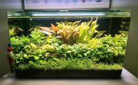 Verschiedene Aquarienpflanzen je 1€ Berlin - Treptow Vorschau