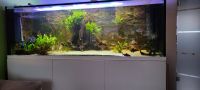 Aquarium mit Sondermaßen (230x80x95) zu verkaufen Nordrhein-Westfalen - Kevelaer Vorschau