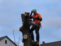 Baumfällung,Baumzuschnitt,Baum,Fällen,Zuschnitt,Fällung, Rheinland-Pfalz - Guntersblum Vorschau