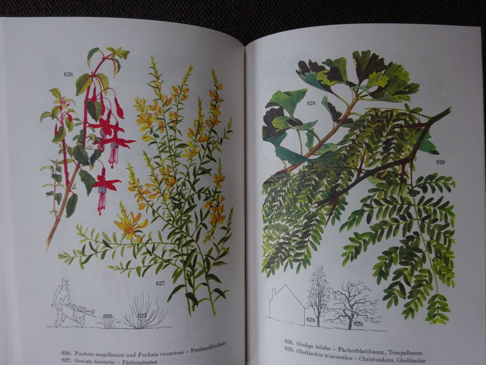 Das bunte Blumenbuch - Lingen - neu - Blumen Sträucher Bäume in Kempten