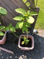 Datura, Engelstrompete Niedersachsen - Salzgitter Vorschau