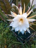 Epiphyllum oxypetalum, Königin der Nacht Kakteen weiß & rot Baden-Württemberg - Flein Vorschau