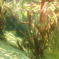 Wasserschraube (Teich-/Unterwasserpflanze) zu verkaufen Leipzig - Lindenthal Vorschau