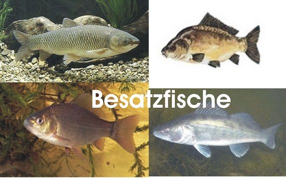 Teichfische - Online bestellen - Große Auswahl // Fischfarm Eske in Flensburg